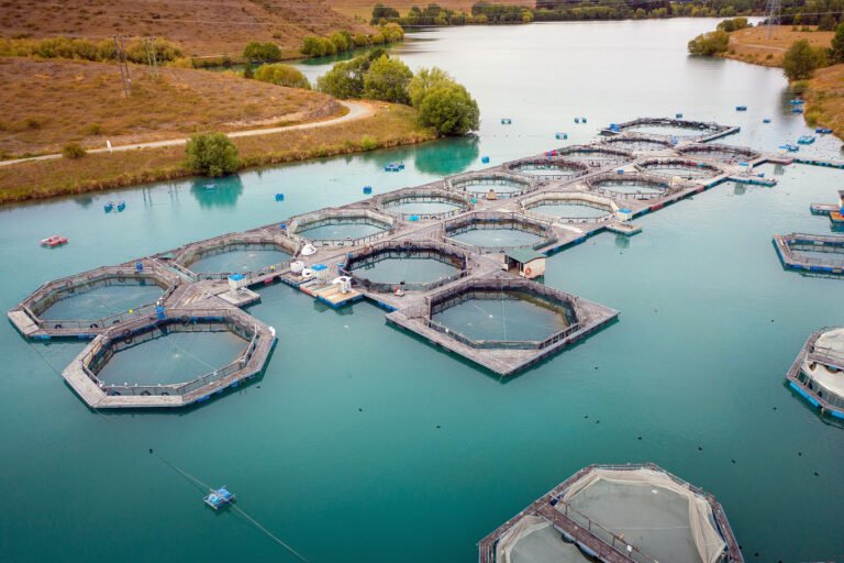 South Island Salmon Farm 768x512