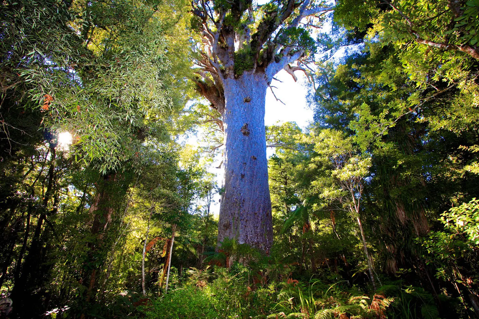 Waipoua Forest