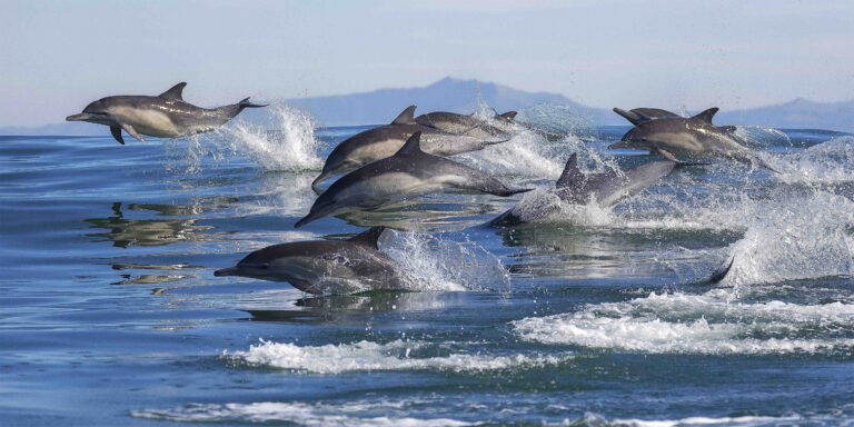 Tauranga dolphin tour 768x384
