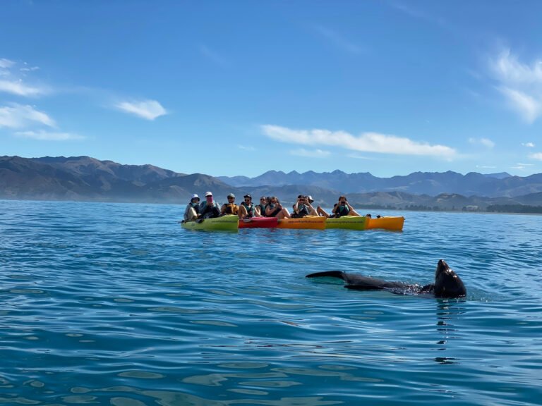 seal kayak tour Kaikoura 768x576