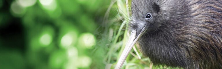 willowbank christchurch 768x238