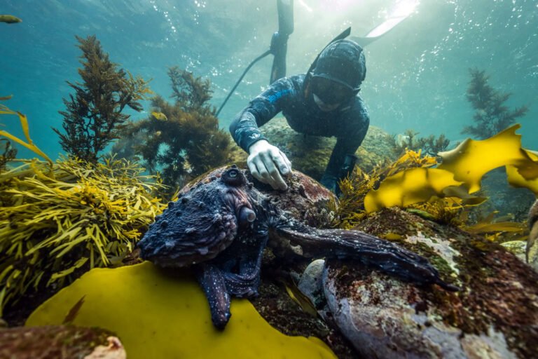 dive rakiura 768x512