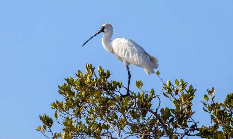 Hokianga bird watching tour 768x458