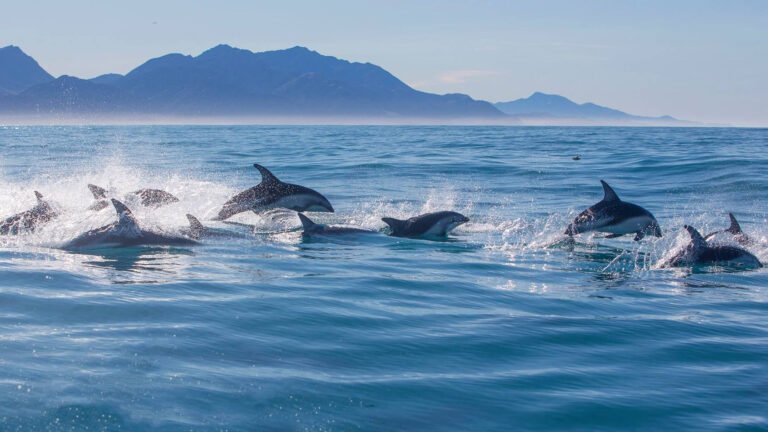 Kaikoura dolphin tour 768x432