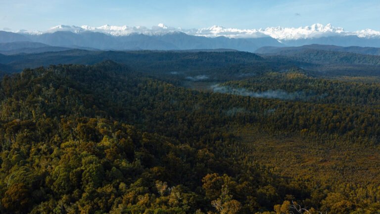 Nature walk Franz Josef NZ 768x434