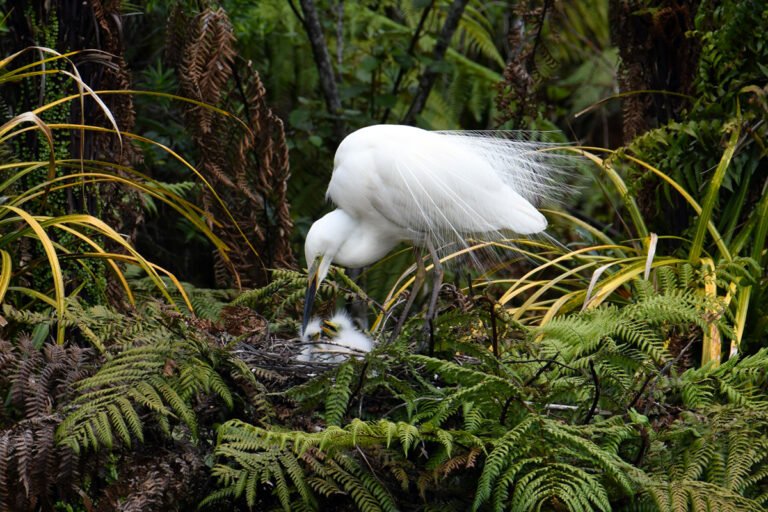 Baby white heron bird tour 768x512
