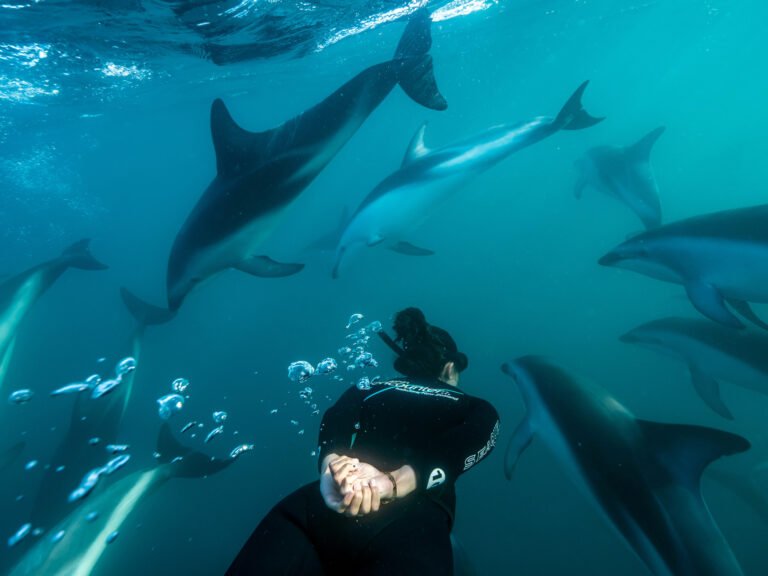 Dolphin Encounter Kaikoura 768x576