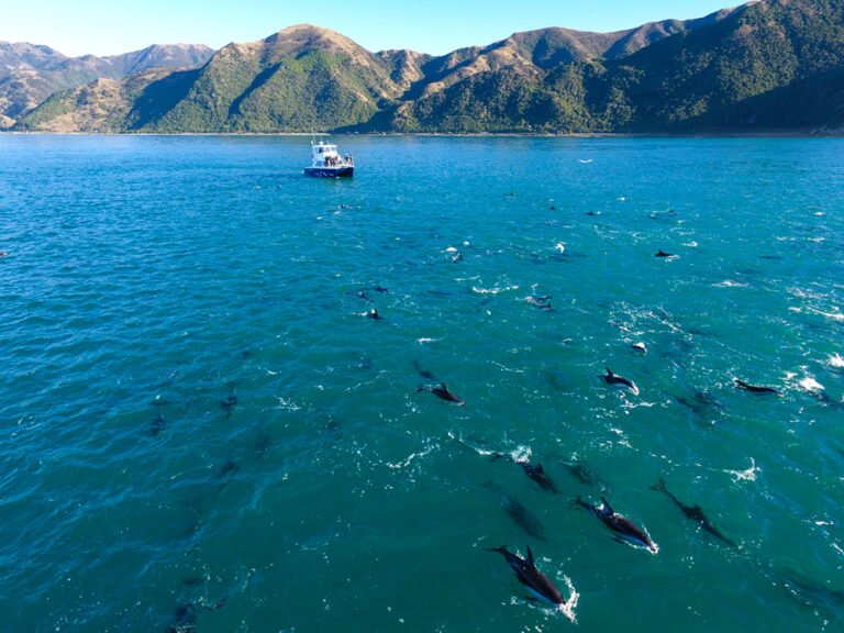 Dolphin boat tour Kaikoura 768x576