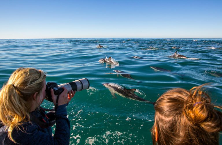Dolphin watching tour Kaikoura 768x503
