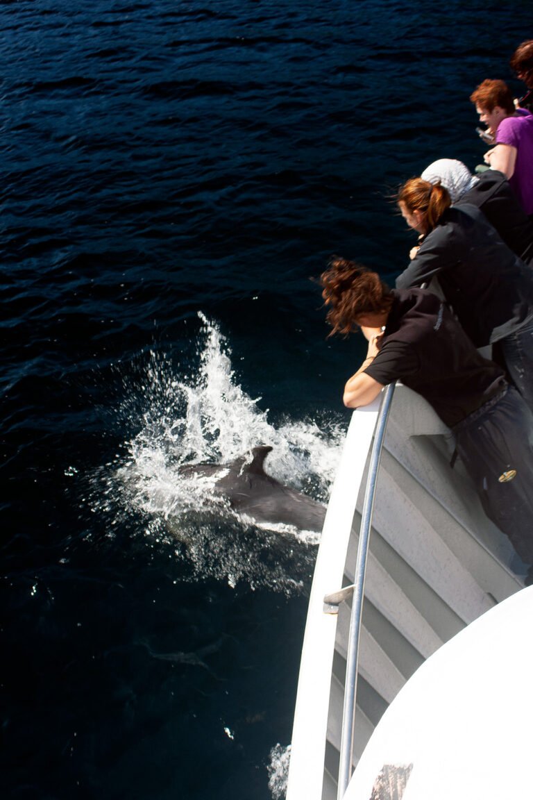 Doubtful Sound Overnight Cruise 768x1152