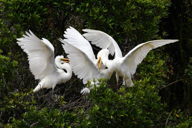 Kotuku Chicks Whataroa 768x512