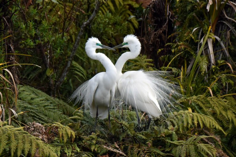 West Coast NZ Bird Tours 768x512