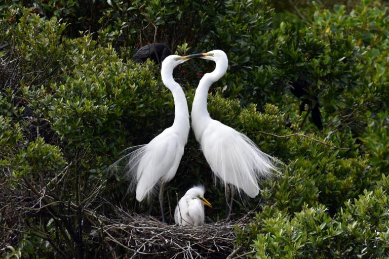 White Heron Sanctuary Tours NZ 768x512