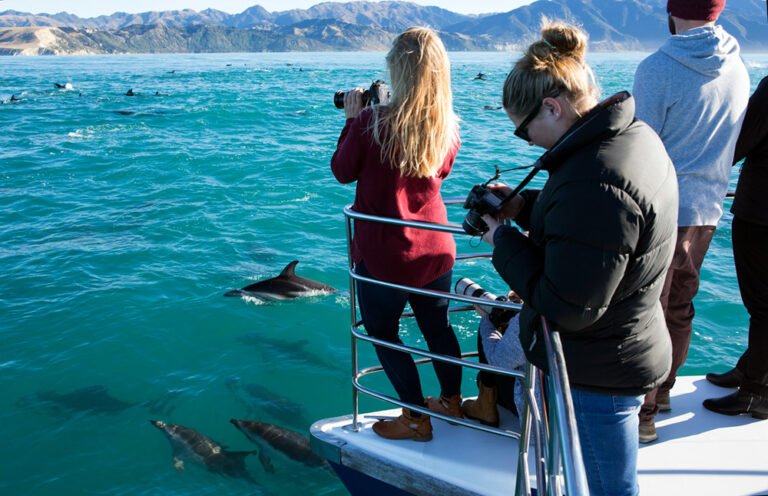 kaikoura dolphin watch tour 768x496