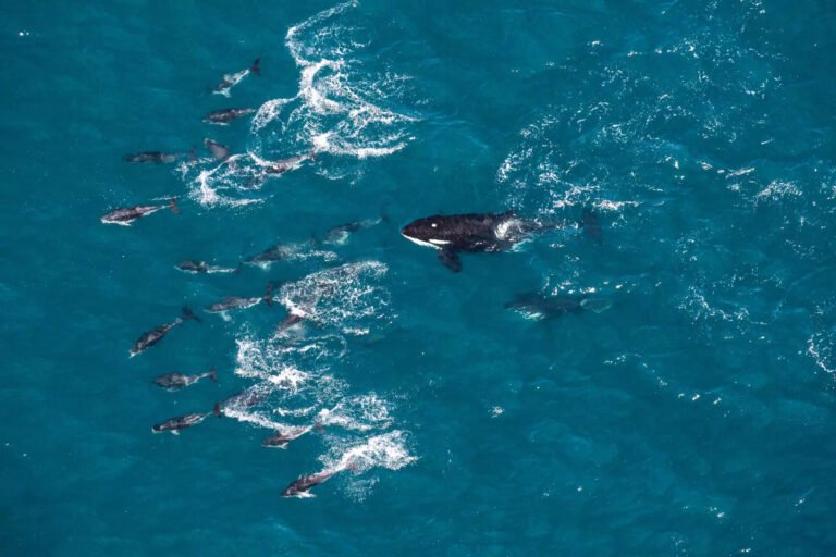 Kaikoura whale watching tour 768x512