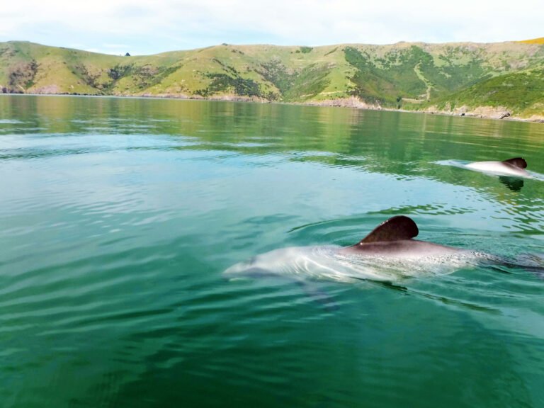 akaroa nature tour 768x576