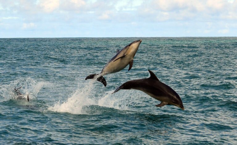 Dolphin tour Banks Peninsula 768x470