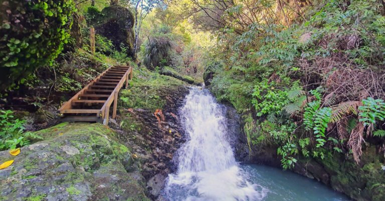 wellness centre northland nz 768x402