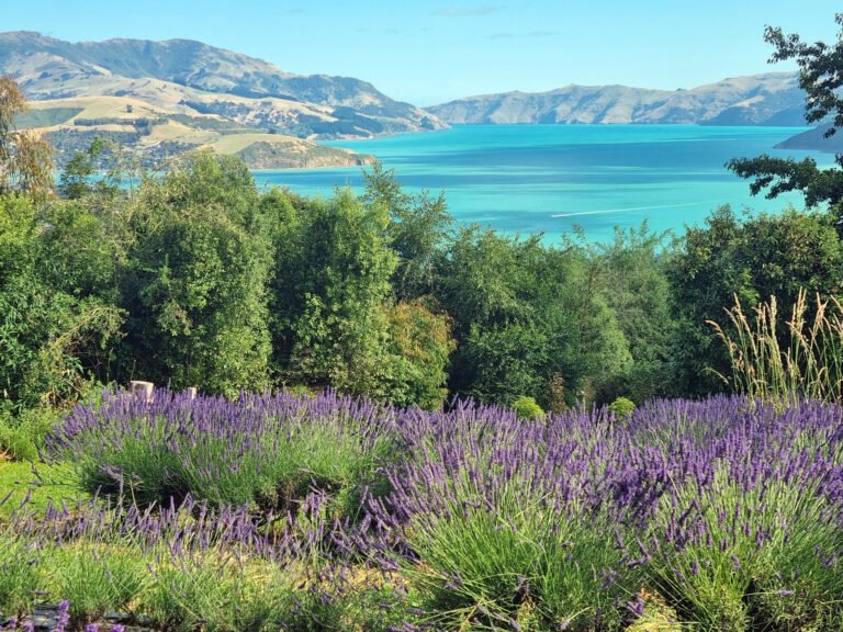 akaroa lavender farm 768x576