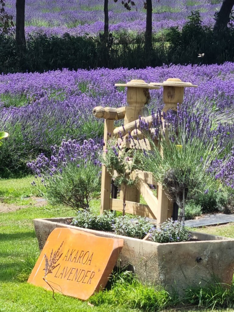 lavender farm to visit nz 768x1024