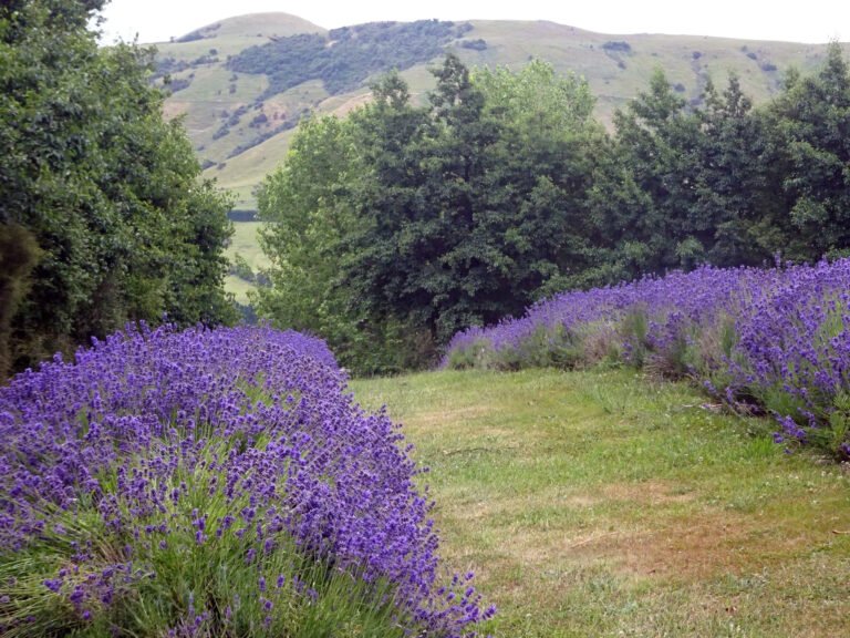 lavender fields akaroa 768x576