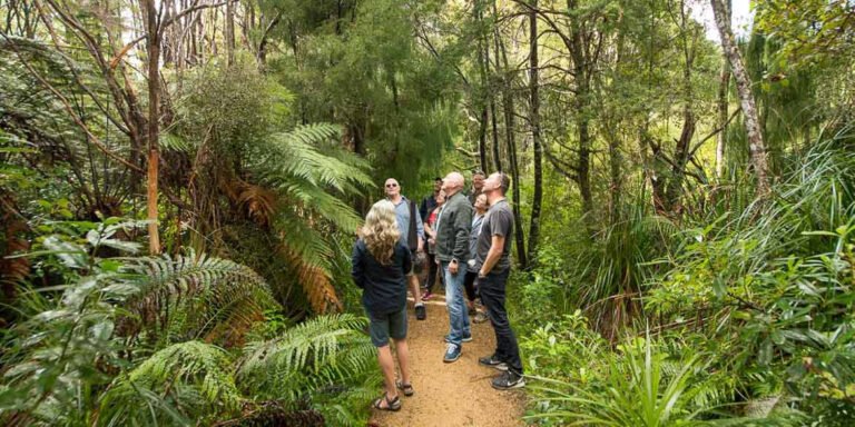 rainforest tour auckland 768x384