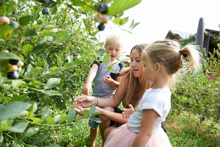 Pick your own blueberries Waikato 768x513