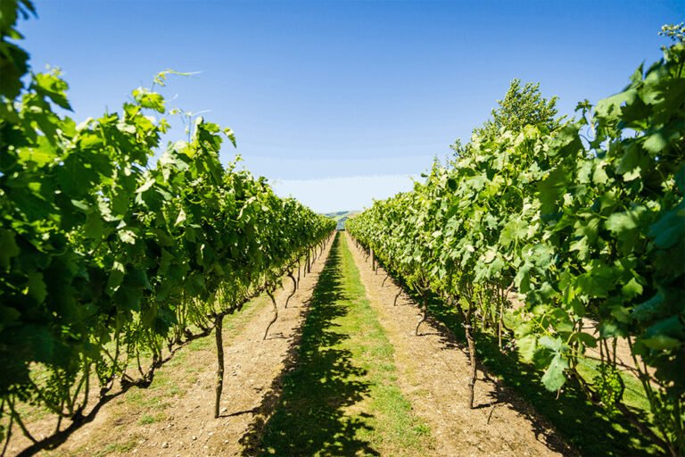 Wine tour Martinborough 768x512