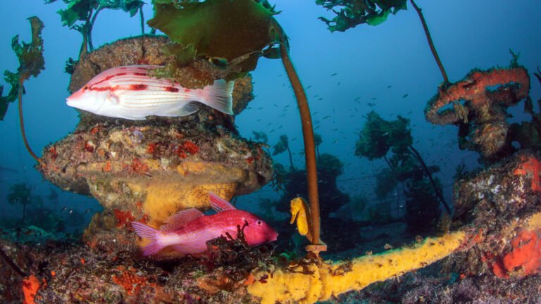 dive cavalli islands 768x432