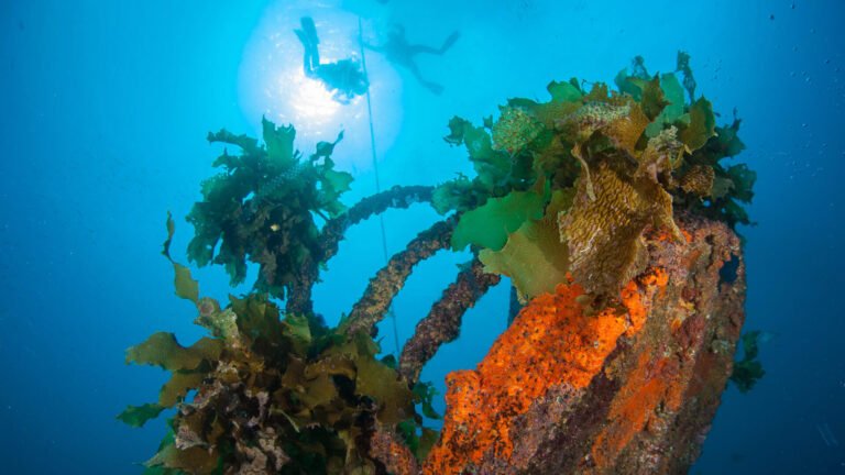 dive shipwrecks nz 768x432