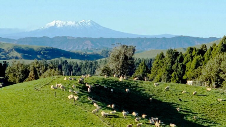 Waikato farmstay 768x432