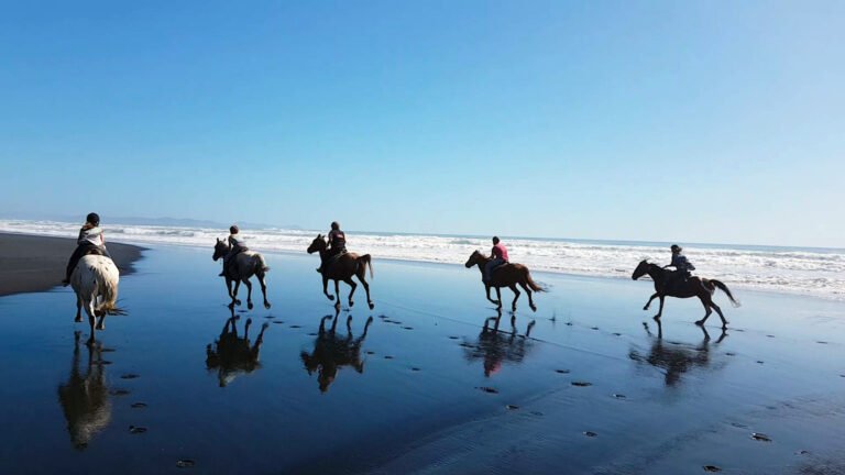 horse riding raglan 1 768x432