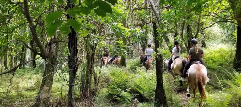 horse trekking waikato 1 768x342