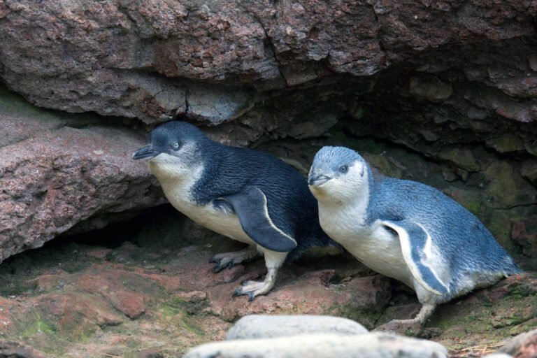 Akaroa penguin tours 768x512