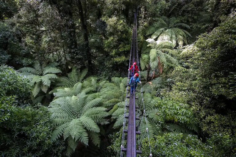 Rotorua Tree Walk 768x512