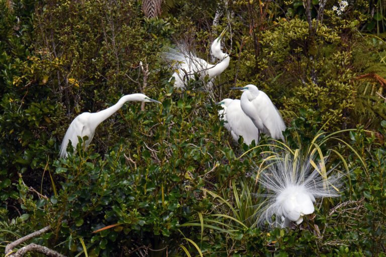 White Heron Tours Whataroa 768x512