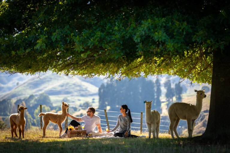 meet alpacas new zealand 768x512