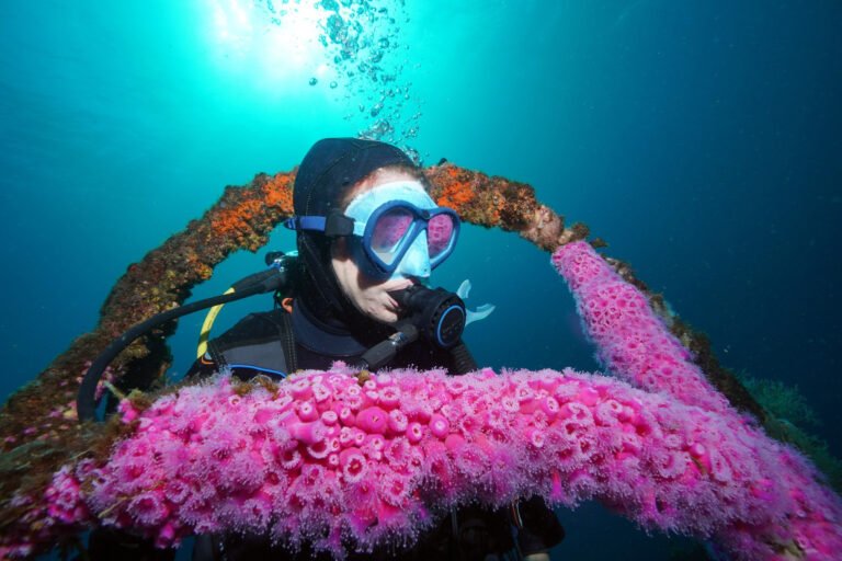 bay of islands diving 768x512