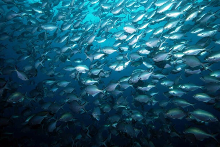 paihia dive trips 768x512