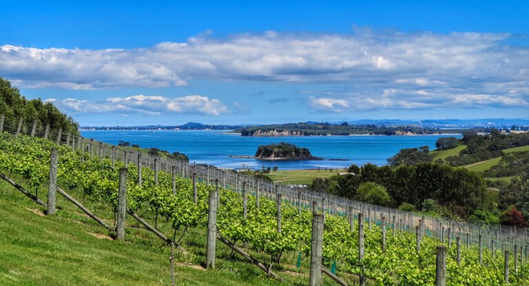 tour cable bay vineyard waiheke 768x416