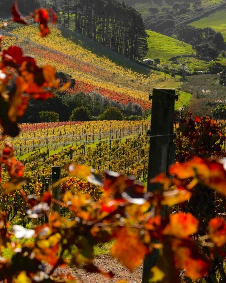 vineyard tour waiheke nz 768x960