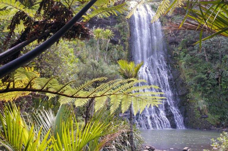 auckland scenic tours 768x509