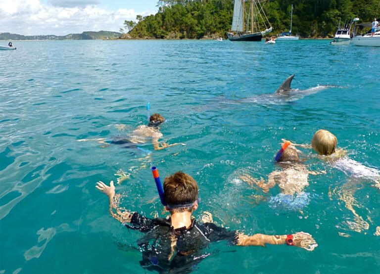 dolphin cruise paihia 1 768x554