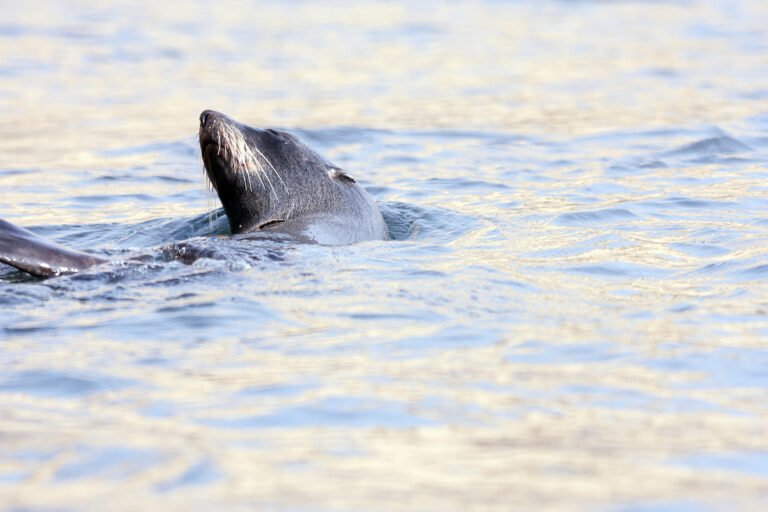 akaroa nature cruise 768x512
