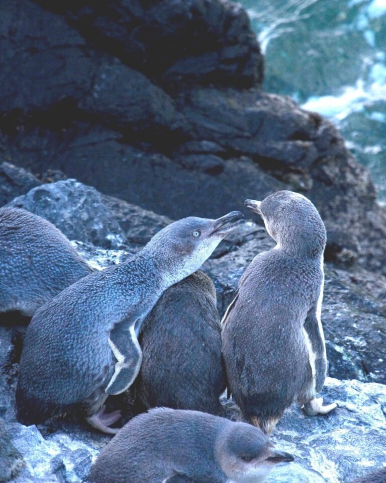 akaroa penguins 768x960