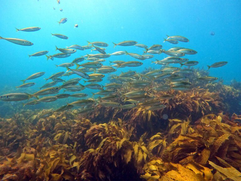 cathedral cove tour 768x576