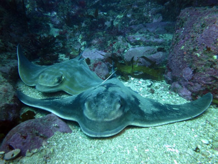 dive coromandel 768x576