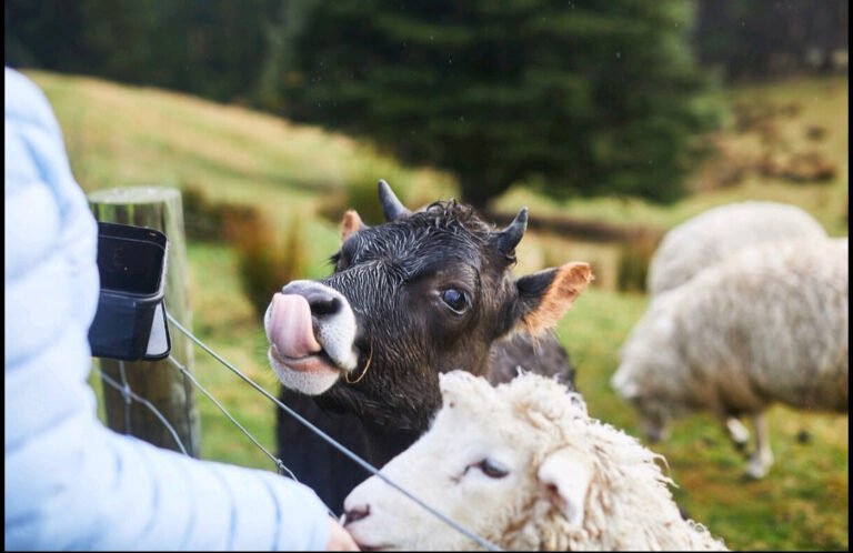 Farm tour Oamaru 768x498