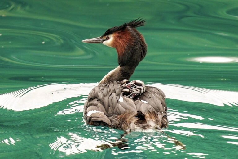 lake wakatipu boat tour 768x512