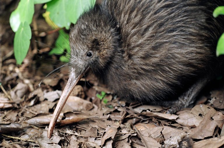 northland kiwi house 768x509
